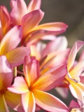 Plumeria or Frangipani Fotografie-Druck von Ann Cecil