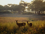 Pukus at Dawn Photographic Print by Tom Cockrem