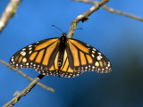 Monarch Butterfly (Danaus Plexippus) Fotografiskt tryck av Mark Newman Monarch Butterfly (Danaus Plexippus) Fotografiskt tryck av Mark Newman