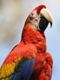 Scarlet Macaw (Ara Macao) Photographic Print by Shannon Nace