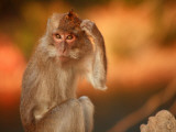 Long-Tailed Macaque Fotografisk trykk av Andrew Bain Long-Tailed Macaque Fotografisk trykk av Andrew Bain