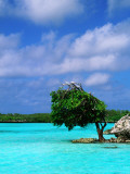 Bird on Treetop in Central Lagoon Photographic Print by Ralph Hopkins