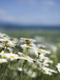 Daisies at Lavender Farm in Furano Photographic Print by Shayne Hill