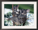 A Mother Koala Proudly Holds Her Ten-Month-Old Baby, Sydney, Australia, November 7, 2002 Framed Photographic Print by Russell Mcphedran