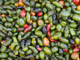 Detail of Chillies for Sale at Street Market Photographic Print by Brent Winebrenner