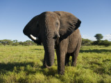 African Elephant (Loxodonta Africana Africana), Kapama Game Reserve Photographie par Ariadne Van Zandbergen
