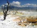 Dead Limber Pine and Travertine Hotspring Pools Photographic Print by Shannon Nace