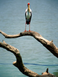 Yellow-Billed Stork, Lake Nzelekela Photographie par Mark Daffey