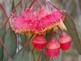 Close-Up of Silver Princess (Eucalyptus Caesia) Photographie par Simon Foale