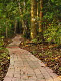 Pathway Leading Through Trees Photographic Print by Alfredo Maiquez