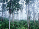 Wielangta Forest in Mist Photographic Print by Rob Blakers