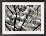 Doves Rest on a Tree Framed Photographic Print