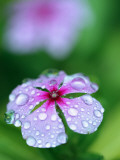 Detail of Flower and Rain Drops Photographic Print by Paul Kennedy