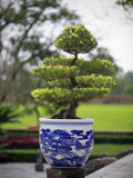Bonsai Tree at Thai Hoa Palace Photographie par Tony Burns