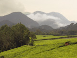 Tea Plantations Fringing Montane Rainforest Photographie par Ariadne Van Zandbergen