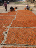 Shrimp Drying in Village on Tonle Sap Lake Photographic Print by Ariadne Van Zandbergen