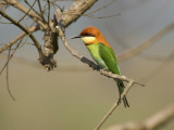 Chestnut-Headed Bee-Eater (Merops Leschenaulti) Photographic Print by Nicholas Reuss
