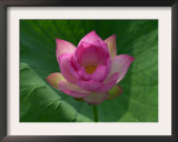 Blooming Water Lotuses Carpet Echo Park Lake Framed Photographic Print