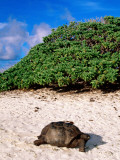 Giant Tortoise on Beach Photographic Print by Ralph Hopkins