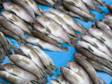Fish Market on Tarqui Beach Photographic Print by Richard Cummins