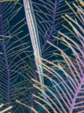A Hiding Trumpetfish Photographic Print by Tim Rock