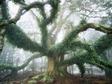 Largest known Myrtle Tree in the World Fotografisk trykk av Rob Blakers Largest known Myrtle Tree in the World Fotografisk trykk av Rob Blakers