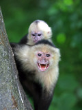 White-Faced Capuchin (Cebus Capucinus) Protects its Baby at Monkey Island Near Merida Reprodukcja zdjęcia autor Paul Kennedy White-Faced Capuchin (Cebus Capucinus) Protects its Baby at Monkey Island Near Merida Reprodukcja zdjęcia autor Paul Kennedy