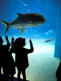 Excited School Children Gazing at Fish at Osaka Aquarium Fotografie-Druck von Antony Giblin