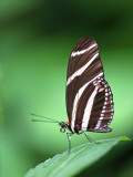 Close-Up of Buttefly Resting on Leaf Photographic Print by Paul Kennedy