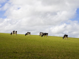 Friesian Dairy Cows Grazing Photographie par Rodney Hyett