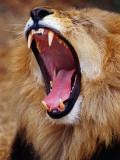 Lion Yawns in Moremi Wildlife Reserve Fotografisk tryk af Richard l'Anson