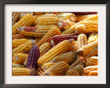 View of Ears of Organic Corn in Bussunaritz, Southwestern France, Saturday, October 28, 2006 Framed Photographic Print by Bob Edme