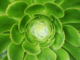 Plant Detail Impressão fotográfica por Will Salter