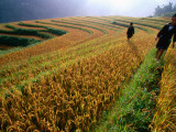 Ethnic Black H'Mong Live in Mountains of North, Cultivating Corn, Rice and Medicinal Plants Photographic Print by Stu Smucker