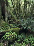 Temperate Rainforest with Ferns and Moss-Covered Tree Trunks Photographic Print by Brent Winebrenner