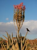Blooming Aloe Littoralis Photographic Print by Uros Ravbar