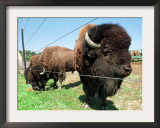 El Duque, Right, a 7-Year-Old Bison Weighing Nearly 2,000 Pounds, Contemplates His Share of Grain Framed Photographic Print by Nancy Palmieri