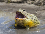 African Bullfrog (Pyxicephalus Adspersus) Lámina fotográfica por Ariadne Van Zandbergen African Bullfrog (Pyxicephalus Adspersus) Lámina fotográfica por Ariadne Van Zandbergen