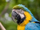 Macaw Photographic Print by Brian Cruickshank