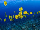 Mark Webster - Masked Butterfly Fish Fotografická reprodukce Mark Webster - Masked Butterfly Fish Fotografická reprodukce