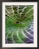 A Banana Spider's Web Framed Photographic Print