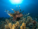 Lion Fish over Reef, Abu Galowa Reef, Fury Shoal, Red Sea Photographic Print by Mark Webster