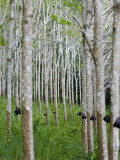 Rubber Trees Fotografisk trykk av Austin Bush Rubber Trees Fotografisk trykk av Austin Bush