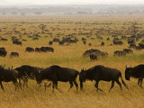 Western White-Bearded Wildebeest Herd, Grumeti Lámina fotográfica por Adrian Bailey Western White-Bearded Wildebeest Herd, Grumeti Lámina fotográfica por Adrian Bailey
