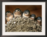 Five Baby Barn Swallows Peer out from Their Nest Framed Photographic Print