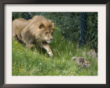 Lion Hounds a Little Fox at the Zoo in Wuppertal Framed Photographic Print