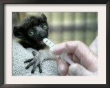 Veterinarian Feeds a Baby Crowned Sifaka Lemur Named Tilavo at the Vincennes Zoo Framed Photographic Print