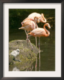 A White Flamingo Chick Framed Photographic Print