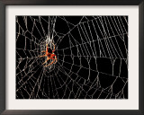 A Spider Rests Framed Photographic Print
