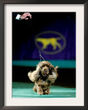 Sussex Spaniel at the 133rd Westminster Kennel Club Dog Show at Madison Square Garden Framed Photographic Print